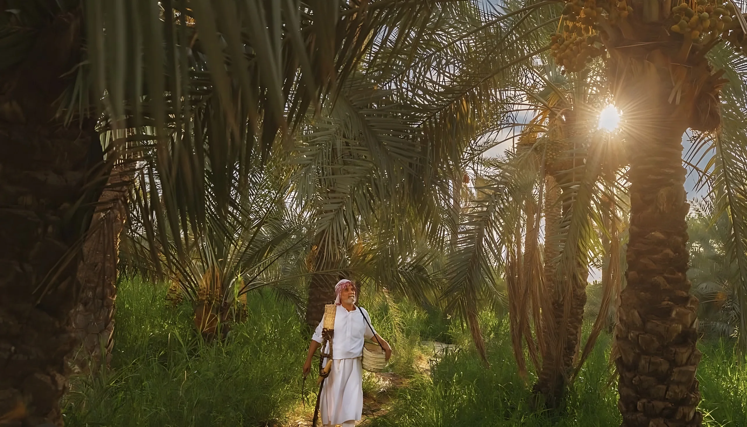 رجل بثوب أبيض يمشي بين نخيل مثمرة والشمس تتسلل بين السعف